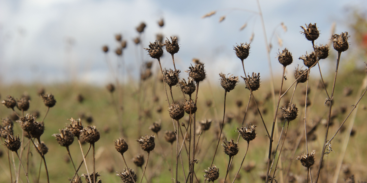 Seed heads in field